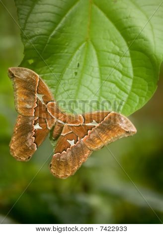 Silkmoth