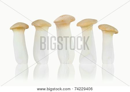 King Oyster Mushroom Isolated On White Background