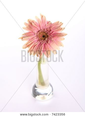 Gerbera rosa murcha