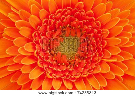 background of single  flower of orange gerbara macro