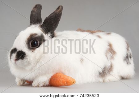 white rabbit with blask spots