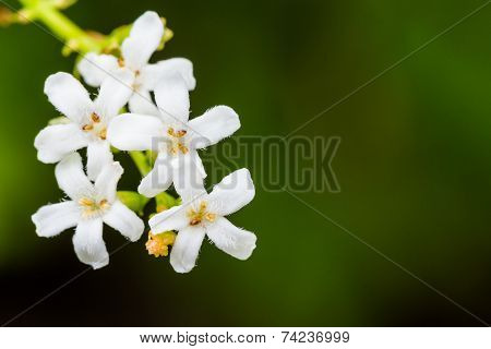 Macro Butterfly Bush (byttneria) With White Flowers.