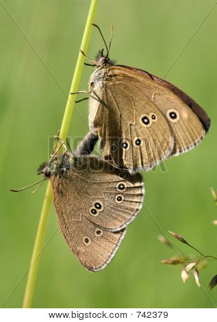Mariposas