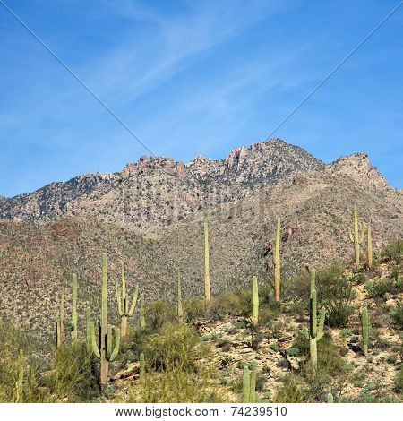 Arizona Landscape