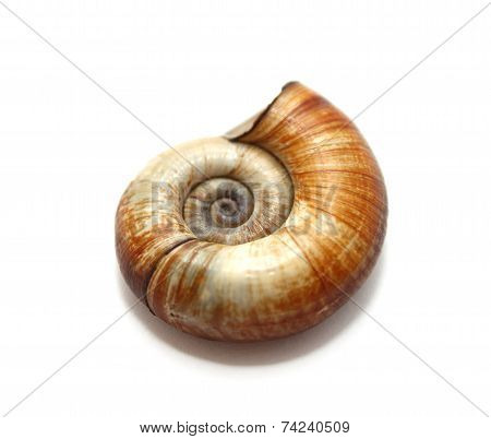 Close up of river shell on white background