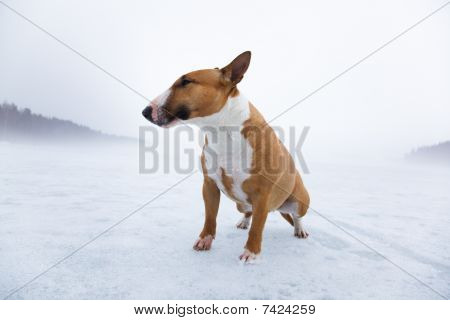 Bullterrier i isiga landskapet
