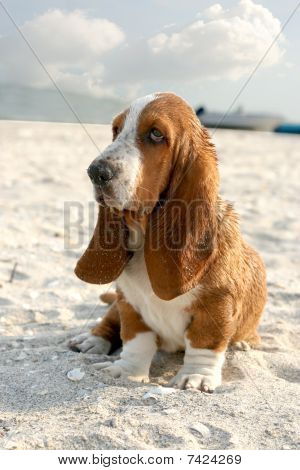 Basset Hound
