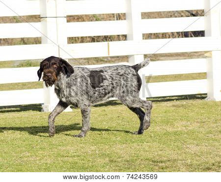 German Wirehaired Pointer