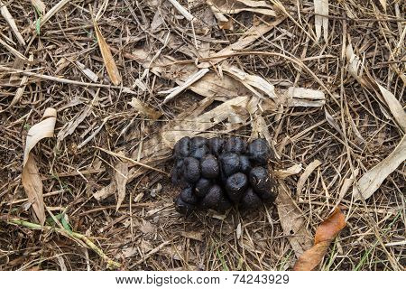 Cow feces