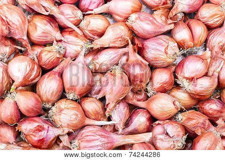 Shallot - Asia Red Onion - Allium Ascalonicum.