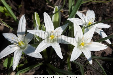 Starflower