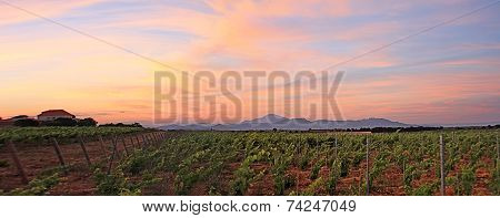 France - Sainte Cécile Les Vignes