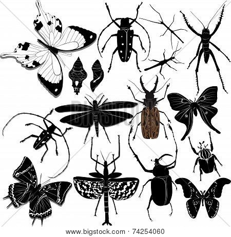 insect