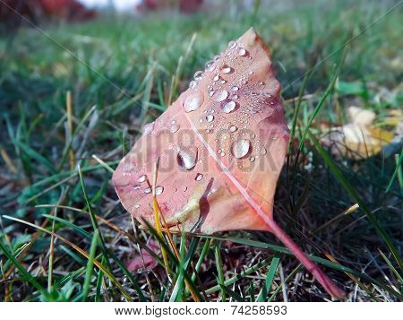 morning dew