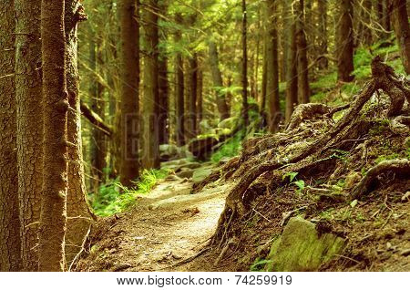 Dense green forest