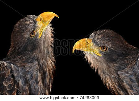 Sea eagles isolated on black background 