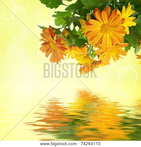 Chrysanthemum floral background