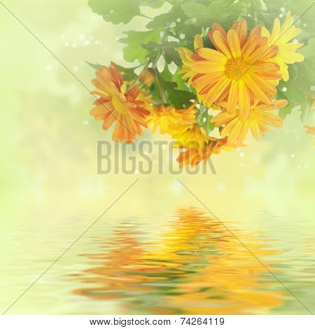 Chrysanthemum floral background