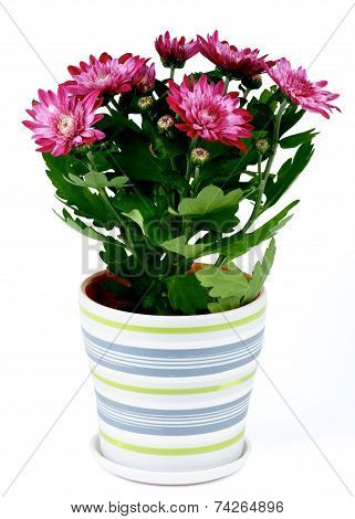 Potted Chrysanthemum