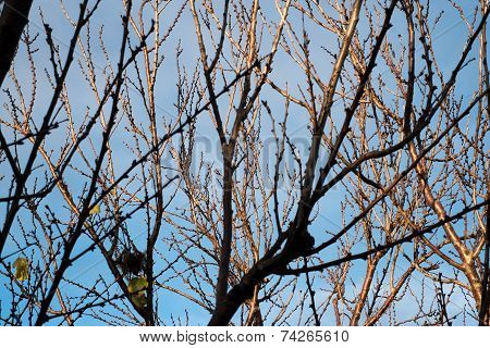 Tree Branches