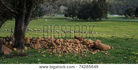 Sheep In Field