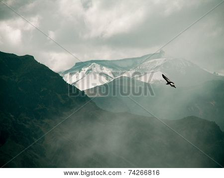 Condor Over Colca Canyon