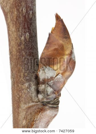 Pære Bud