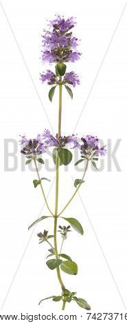 Purple Thyme