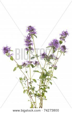 Purple Thyme