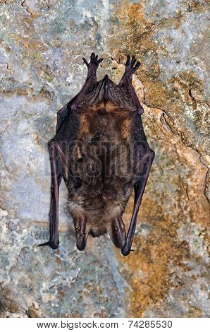 The Greater Mouse-eared Bat (myotis Myotis)