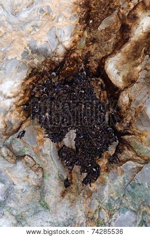 Large Colony Of Greater Mouse-eared Bats (myotis Myotis)