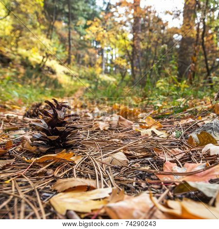 Pinecone In The Fallen Leaves In Autumn Forest