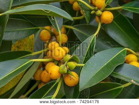 Australian Native Small Leaf Fig Tree Ficus Oblique