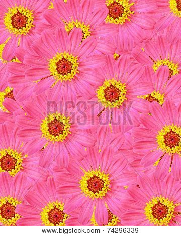 Pink Zinnia Flower, Background Of The Flowers