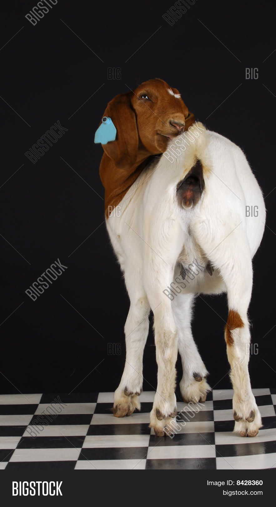Rearview Goat Image & Photo (Free Trial) Bigstock