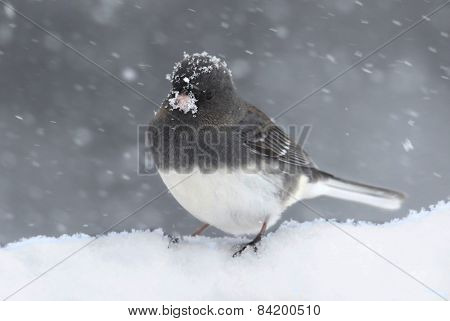 Junco On A Snow-covered Branch