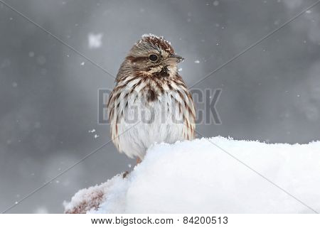 Sparrow In Snow