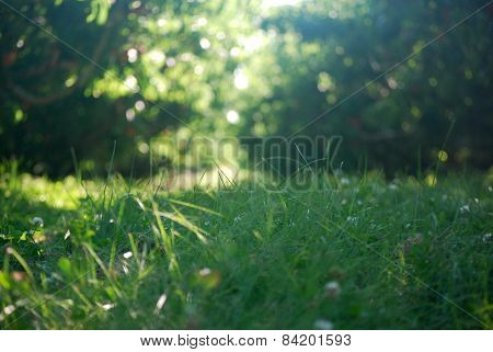 Grassy Meadow