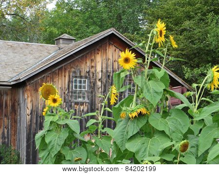 Sunflowers/Building