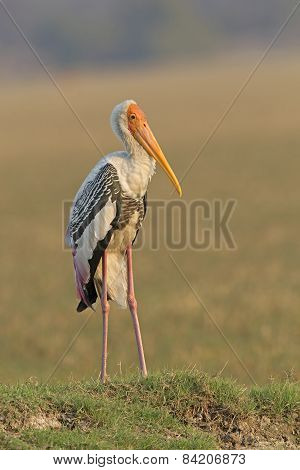 Painted Stork