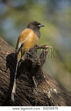 Rufous Treepie