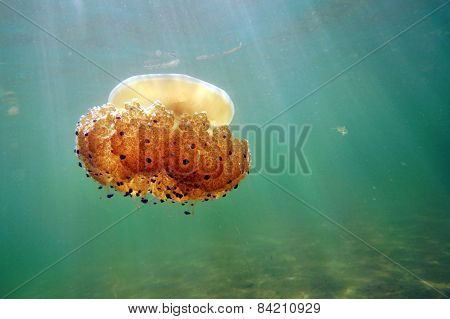A Jellyfish Swims In The Sea