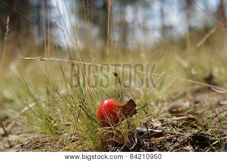 Cherry On The Grass