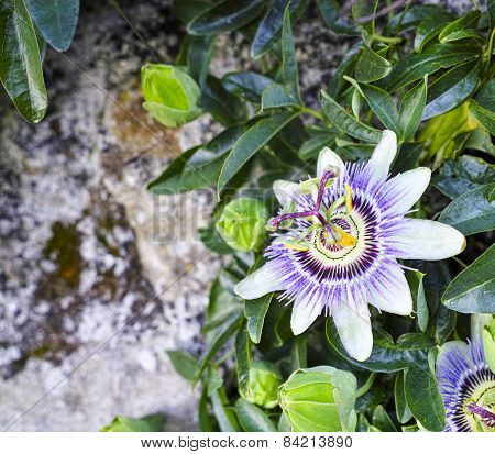Passion Fruit Flower