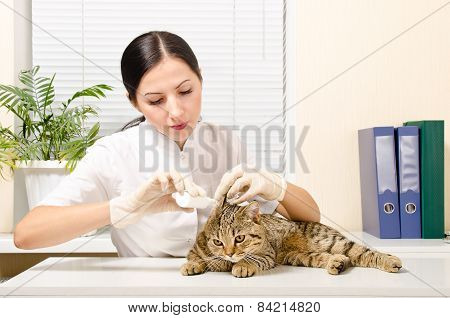 Veterinarian is dripping ear cat