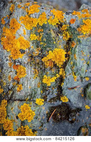 Texture Of Yellow And Green Lichen Growing On Gray Stone