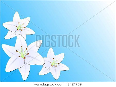 Lily