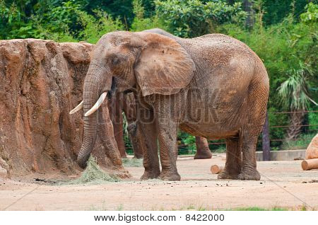 Mangiare erba elefante