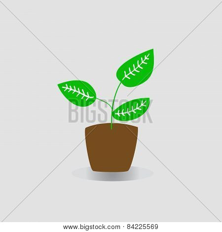 Isolated potted plant, vector illustration