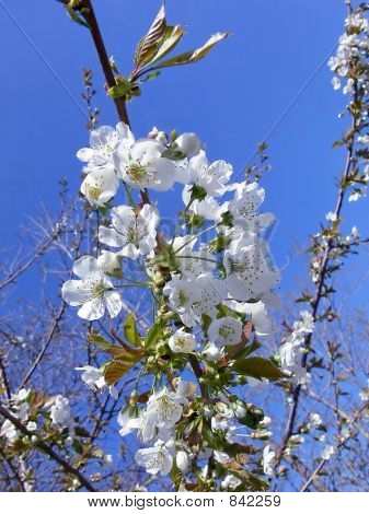 桜 10346